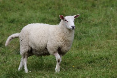 Norveç - Schaf / Norveç - Koyun / Ovis