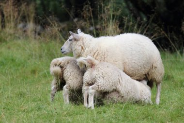 Norveç - Schaf / Norveç - Koyun / Ovis