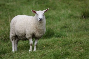 Norveç - Schaf / Norveç - Koyun / Ovis