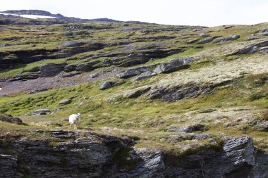 Aurlandsvegen 'de Schaf / Koyun Aurlandsvegen / Ovis' te