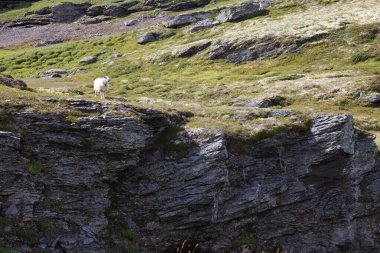 Aurlandsvegen 'de Schaf / Koyun Aurlandsvegen / Ovis' te