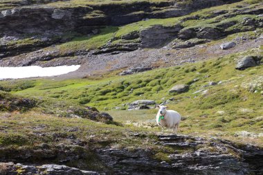 Aurlandsvegen 'de Schaf / Koyun Aurlandsvegen / Ovis' te