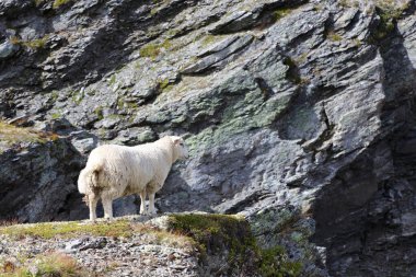 Aurlandsvegen 'de Schaf / Koyun Aurlandsvegen / Ovis' te