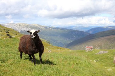 Aurlandsvegen 'de Schaf / Koyun Aurlandsvegen / Ovis' te