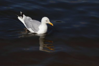 Silbermoewe / Avrupa ringa martı / Larus argentatus
