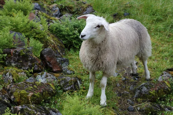 Norwegian Schaf Norway Sheep Ovis — стокове фото