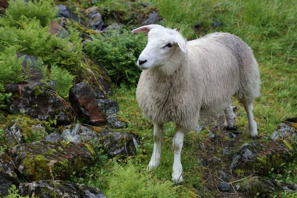 Norueguesa Schaf Noruega Ovinos Ovis — Fotografia de Stock