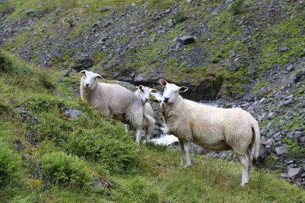 Norway Schaf Norway Sheep Ovis — стоковое фото