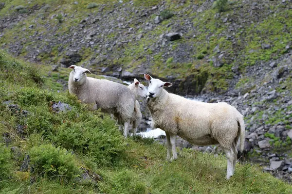 Norwegia Schaf Norwegia Owce Ovis — Zdjęcie stockowe