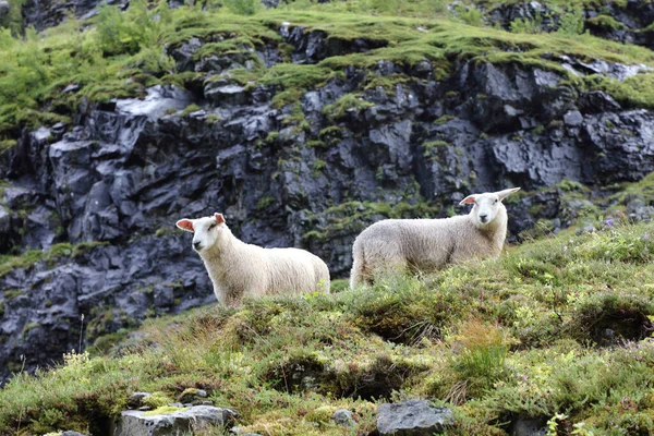 Norvégien Schaf Norvège Moutons Ovis — Photo