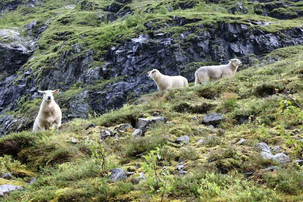 Noruego Schaf Noruega Oveja Ovis —  Fotos de Stock