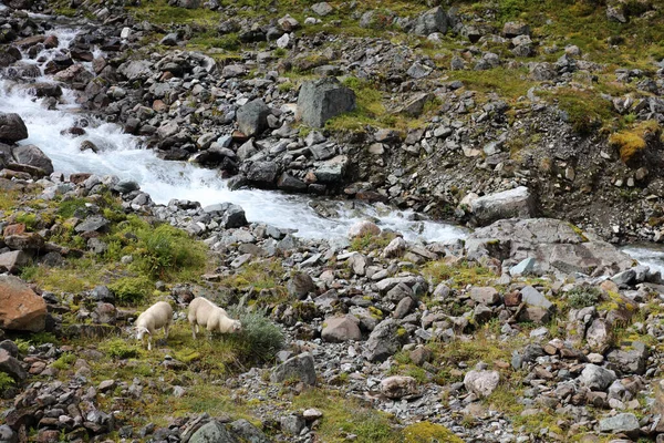 Norvégien Schaf Norvège Moutons Ovis — Photo