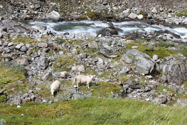 Noruego Schaf Noruega Oveja Ovis —  Fotos de Stock