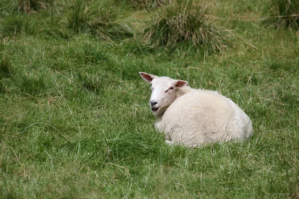 ノルウェー Schaf Norway Sheep Ovis — ストック写真