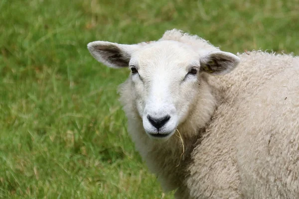 ノルウェー Schaf Norway Sheep Ovis — ストック写真