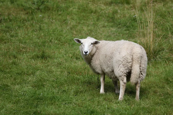 Norwegen Schaf Noorwegen Schapen Ovis — Stockfoto