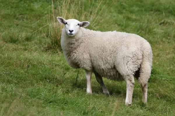 ノルウェー Schaf Norway Sheep Ovis — ストック写真