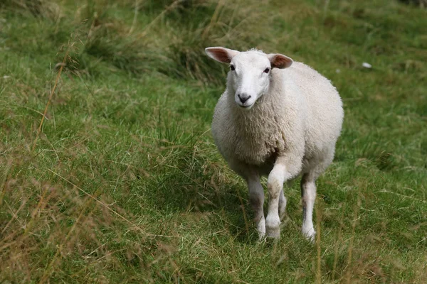 Norueguesa Schaf Noruega Ovinos Ovis — Fotografia de Stock