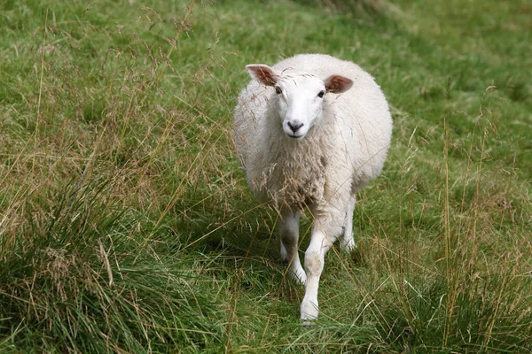 Norwegen Schaf Norge Får Ovis — Stockfoto