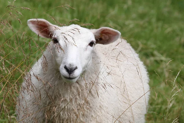 ノルウェー Schaf Norway Sheep Ovis — ストック写真