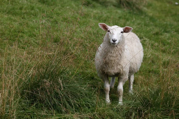 Noruego Schaf Noruega Oveja Ovis —  Fotos de Stock