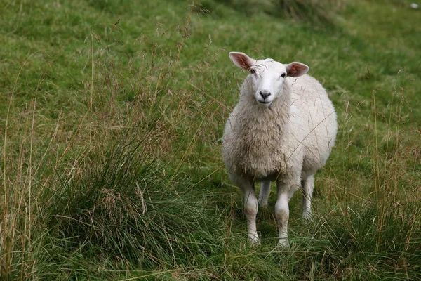 Norwegen Schaf Norway Sheep Ovis — Stock Photo, Image