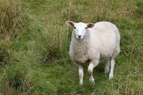 Noruego Schaf Noruega Oveja Ovis —  Fotos de Stock