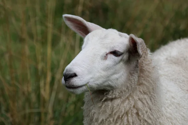 Norwegen Schaf Noorwegen Schapen Ovis — Stockfoto