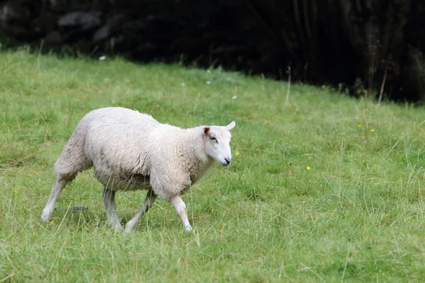 Norwegian Schaf Norway Sheep Ovis — стокове фото