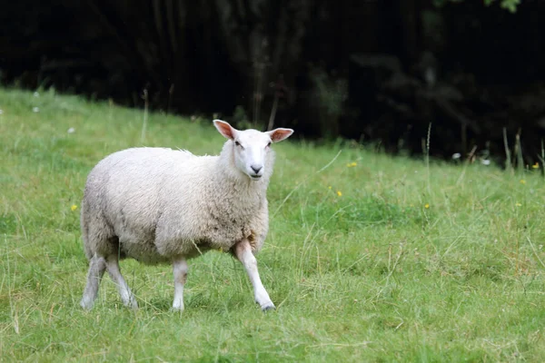 Norveç Schaf Norveç Koyun Ovis — Stok fotoğraf