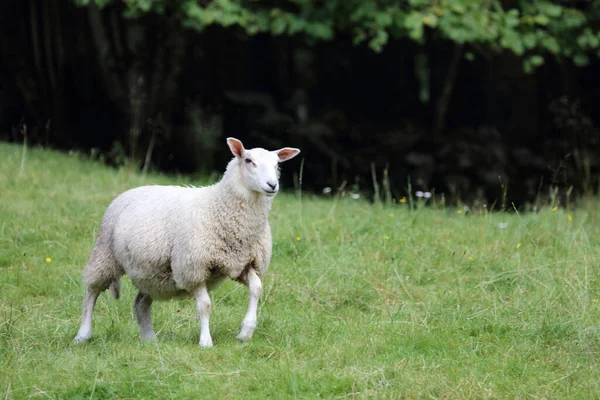 ノルウェー Schaf Norway Sheep Ovis — ストック写真