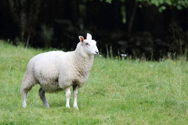 Norwegen Schaf Norway Sheep Ovis — 스톡 사진