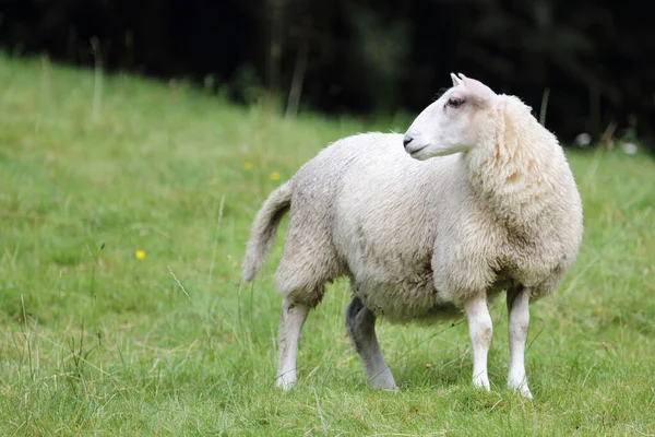 ノルウェー Schaf Norway Sheep Ovis — ストック写真