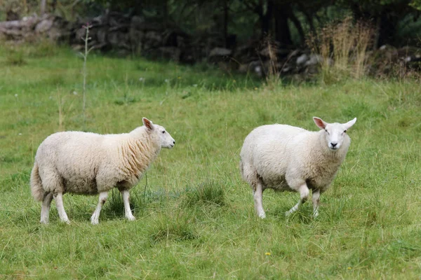 ノルウェー Schaf Norway Sheep Ovis — ストック写真