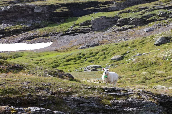 Schaf Στο Aurlandsvegen Πρόβατα Στο Aurlandsvegen Ovis — Φωτογραφία Αρχείου