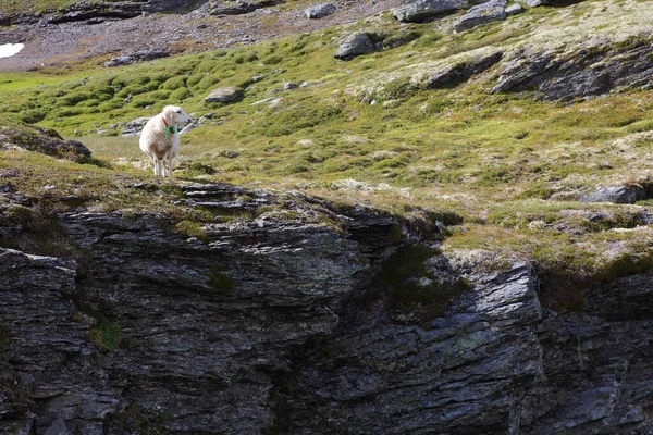 Aurlandsvegen 'de Schaf / Koyun Aurlandsvegen / Ovis' te