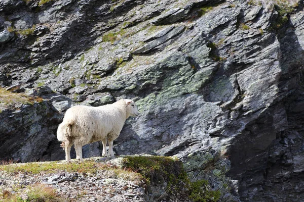 Schaf Aurlandsvegen Sheep Aurlandsvegen Ovis — Stock fotografie