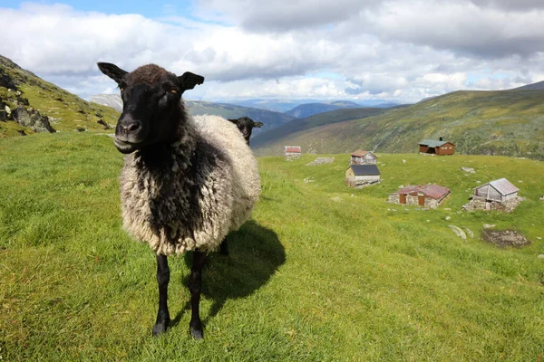 Schaf Στο Aurlandsvegen Πρόβατα Στο Aurlandsvegen Ovis — Φωτογραφία Αρχείου