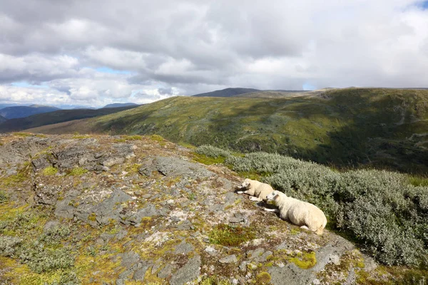 Schaf Aurlandsvegen Moutons Aurlandsvegen Ovis — Photo