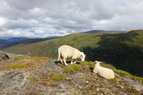 Schaf Aurlandsvegen Ovejas Aurlandsvegen Ovis —  Fotos de Stock