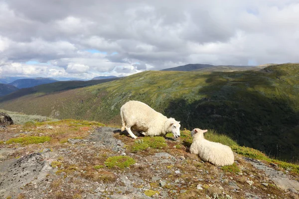 Schaf Aurlandsvegen Owce Aurlandsvegen Ovis — Zdjęcie stockowe