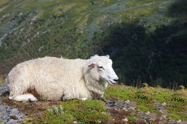 Schaf Aurlandsvegen Får Vid Aurlandsvegen Ovis — Stockfoto