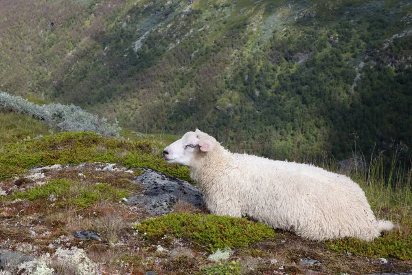 オーランズベジのスカーフ オーランズベジの羊 Ovis — ストック写真