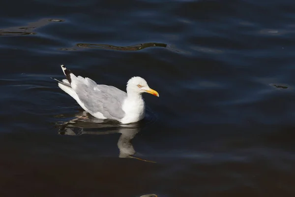 Мёве Европейская Сельдь Чайка Larus Argentatus — стоковое фото