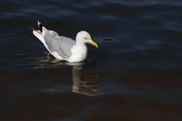 Silbermoewe Gaviota Arenque Europea Larus Argentatus — Foto de Stock