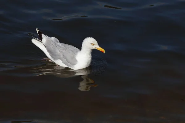 Silbermoewe Goéland Argenté Larus Argentatus — Photo