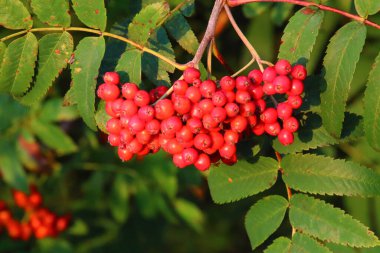Vogelbeere / Rowan veya Mountain-ash / Sorbus aucuparia