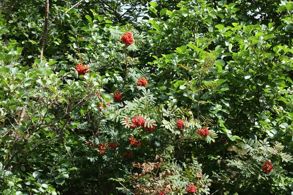 Vogelbeere Rönn Eller Rönn Sorbus Aucuparia — Stockfoto