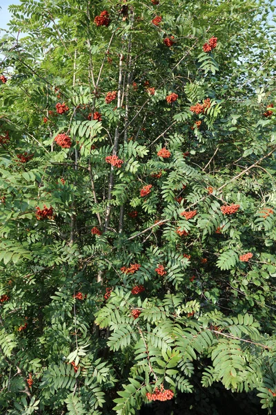 Vogelbeere Eberesche Oder Eberesche Sorbus Aucuparia — Stockfoto