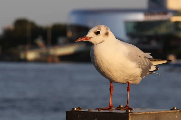 Zwergmoewe Meeuw Hydrocoloeus Minutus Larus Minutus — Stockfoto